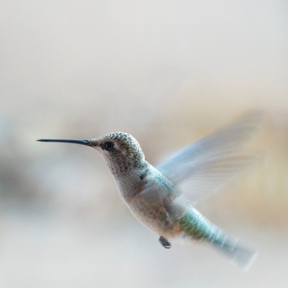 Photo by Aleksandar Popovski brown and black humming bird flying